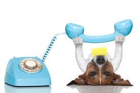 telefonhund
